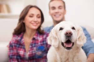 Indoor Air And Pets